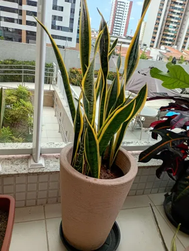 Planta espada  ( sansevieria)