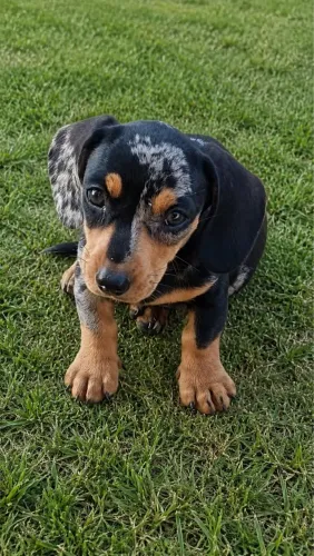 Filhote de Daschund Arlequim macho
