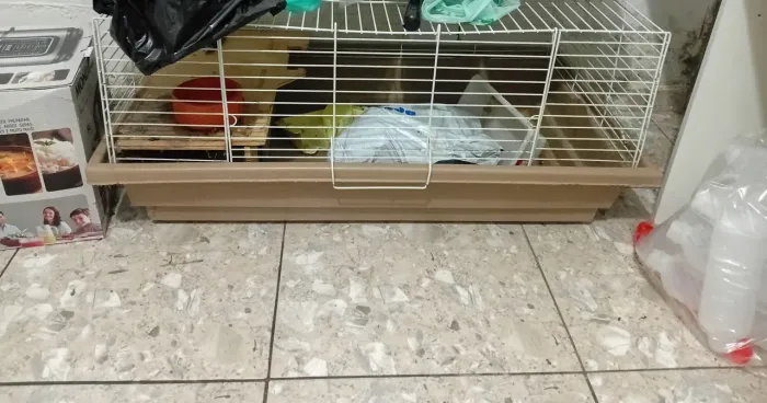 Casa para coelhos