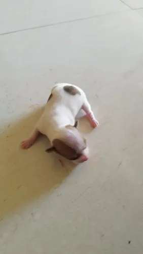 Cachorro Pinsher