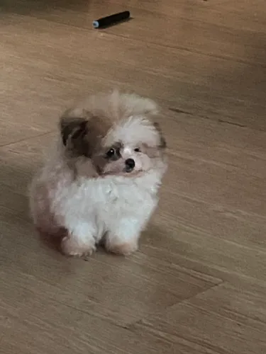 Lindo Lulu com shihtzu
