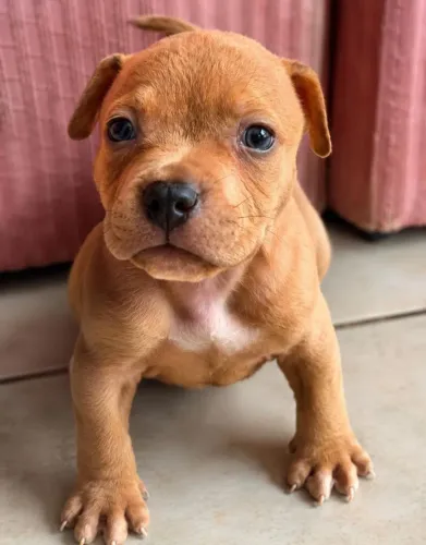 Pit Bull