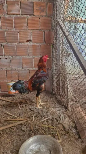 Dos Maiores Índio Gigante, Galinha Sertaneja Balão!