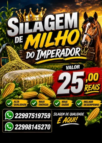 SILAGEM DE MILHO