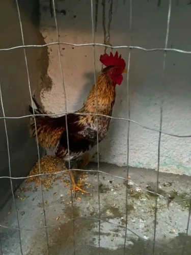 Galo para venda
