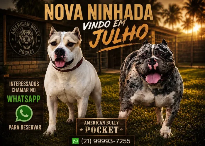 American Bully Pocket 