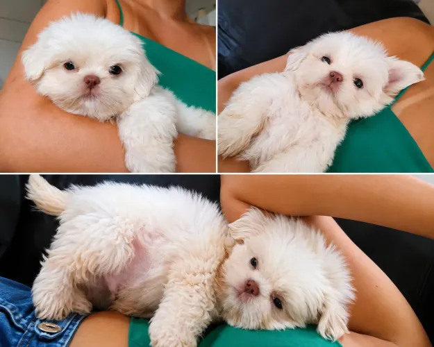 Shih Tzu micro cor rara