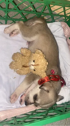 Husky siberiano filhote com 1 mês