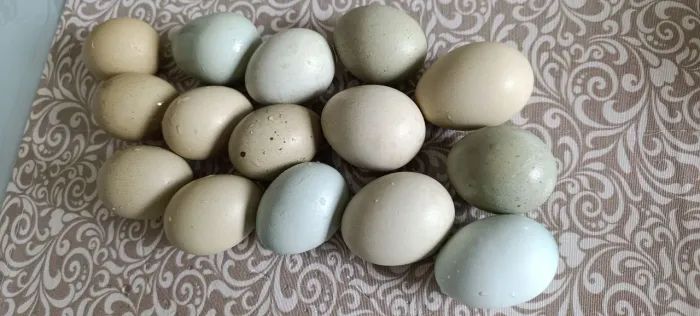 Vendo patos e galinhas
