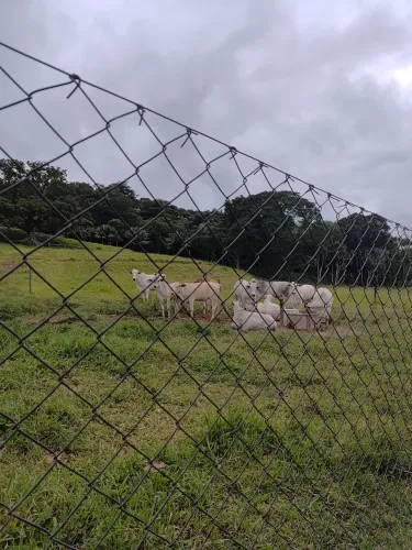 Novilhas nelores e cruzamentos industriais em Taubaté-SP. 