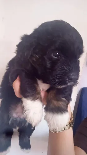 Vendo essa linda cachorrinha poodle
