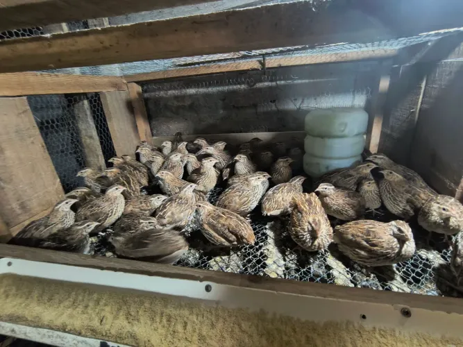 CODORNAS JAPONICAS PARA OVOS