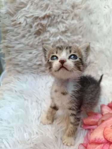 Adoção de Gatinho Tigrado