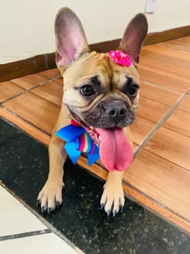 Doa-se Buldogue francês fêmea