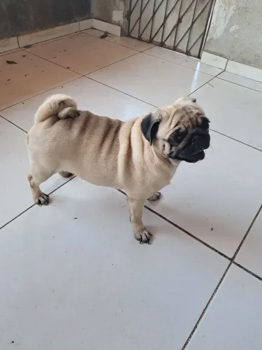 Vendo Pug fêmea