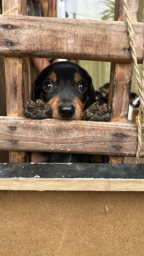 Lindos filhotes de dachshund famosos "salsichinhas" prontos para alegrar o seu lar.