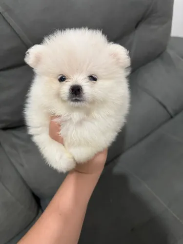 Lulu da pomerania filhotes saudáveis 