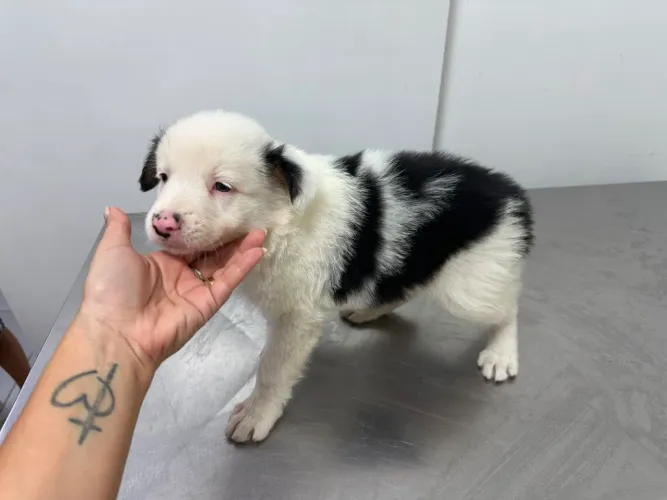 Border Collie Macho Preto e Branco