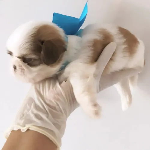 Shihtzu puppyes bebês lindos porte mini 