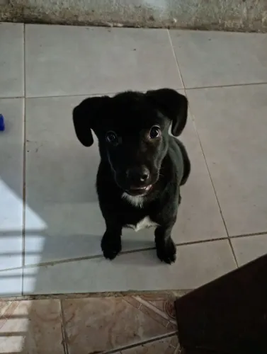 filhote de cachorro abandonado