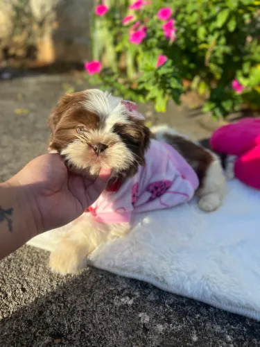 Filhotes shihtzu