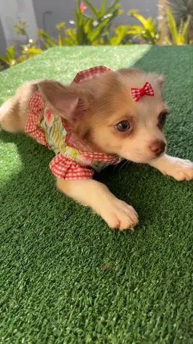 Chihuahua Fêmea com Pedigree