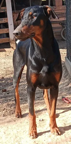 Doberman macho