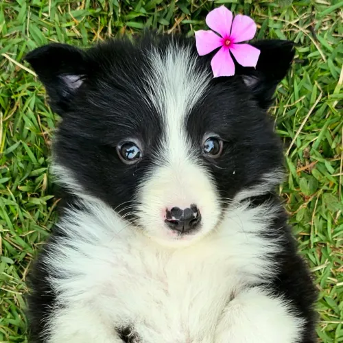Border Collie