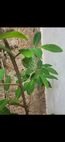 Pé de Ata Pinha produzindo 