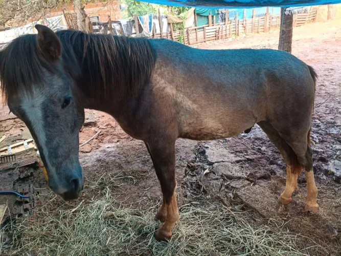 Cavalo 1 ano