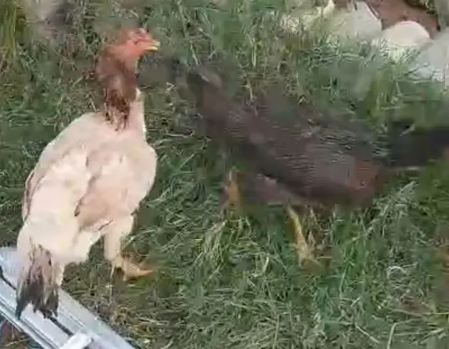 Galinhas caipira 45 cada 