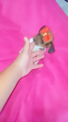 Chihuahua Micrissima Fêmea Pêlo Longo Lindinha