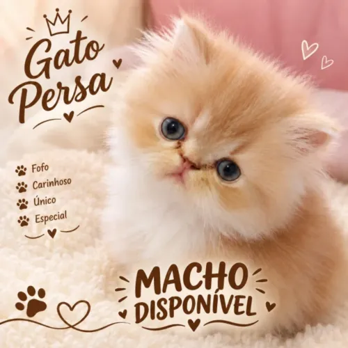 Gatos persasl