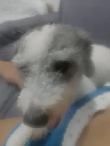 Procuro cachorro macho para minha cachorra