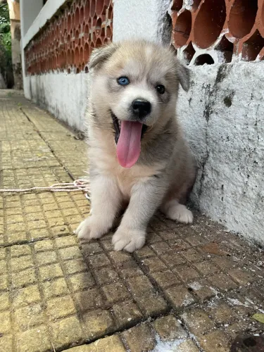 Husky Siberiano 
