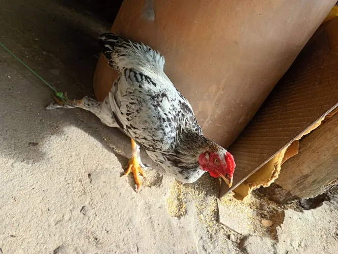 Vende-se 2 frango caipira