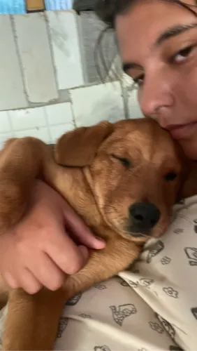 Cachorra fêmea, rottweiler mestiça com chow chow, apenas 9 a 10 meses