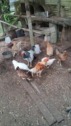 Vendo Frangas, Frangos e um Casal de Brahma