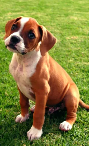 Boxer Um laço que se cria naturalmente