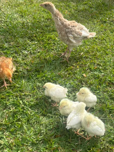 Potinhos