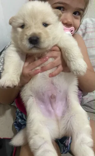 Husky siberiano 