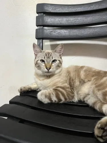 Gata Tigre