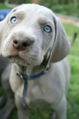 Weimaraner Machos e Femeas