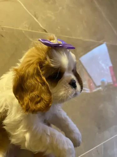 Cavalier filhotes a pronta entrega tenho fêmeas e machinhos
