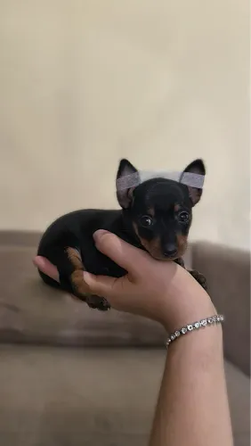 Pinscher micro 0/1 