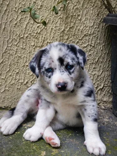 Filhote fêmea border collie olhos azuis