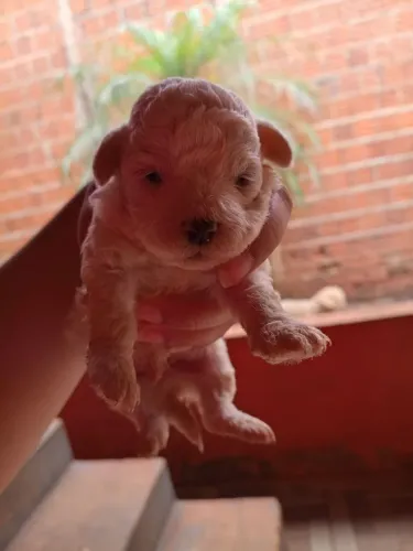 Filhotes de poodles ( porte pequeno )