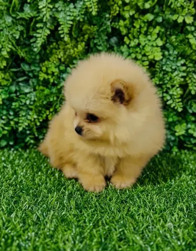 Lulu da Pomerânia Spitz Alemão Fêmea