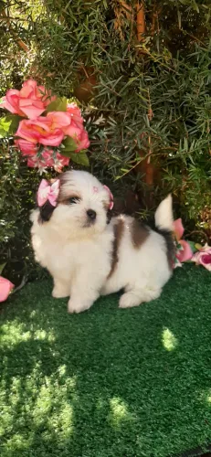 Linda BABY SHIH-TZU entrego vacinada e higienizadinha e entrega gratuita.