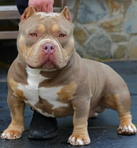 Americam bully super promoção só está semana